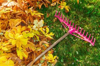 raking up autumn leaves from lawn