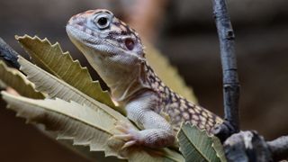 Bearded dragon on a plant