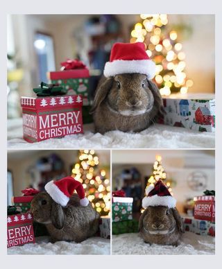 Christmas rabbit photoshoot