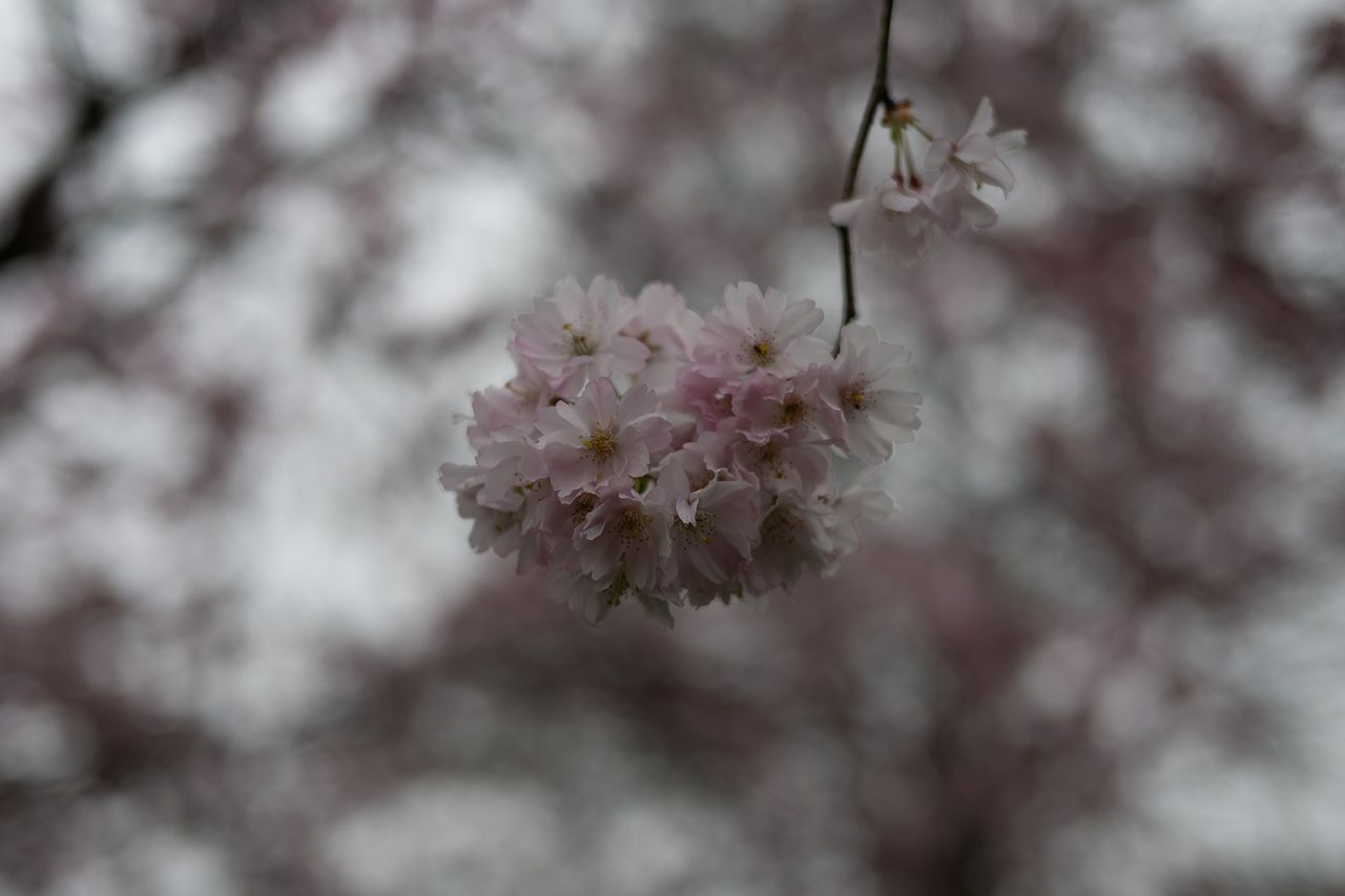 Close-up of some pink blossoms