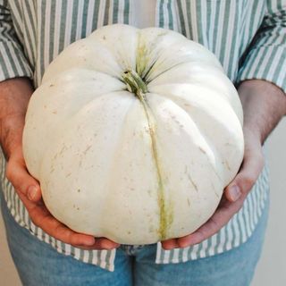 white pumpkin