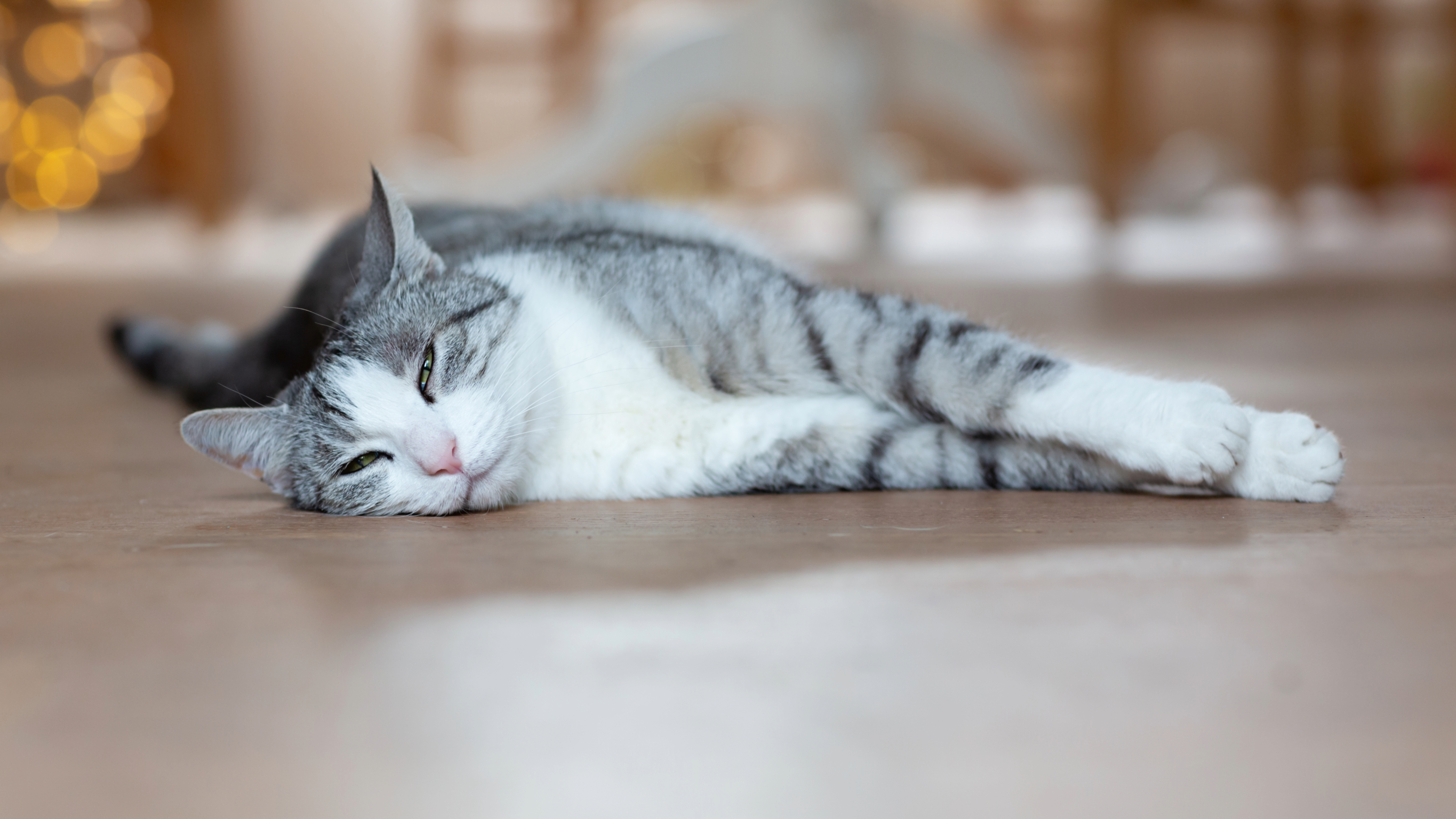 Tabby cat lying on floor