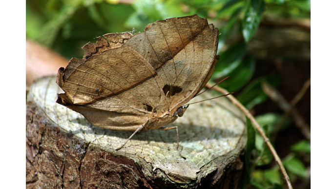 This amazing 'dead leaf butterfly' is nature's greatest illusion yet