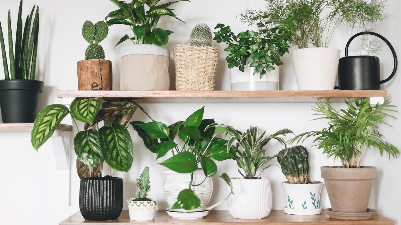 Houseplants sitting on minimalist shelves