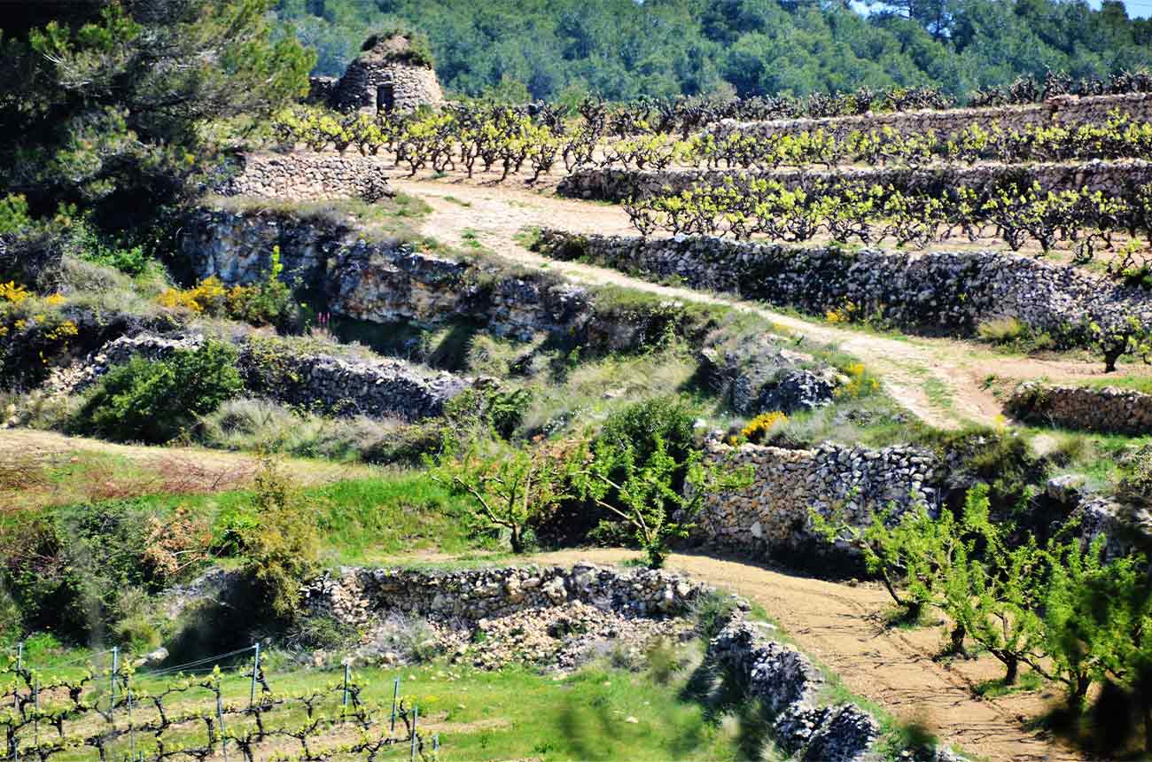 Vineyards in DO Penedes, Catalunya, Spain
