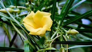 close up of a butter yellow, fluted flower growing from a shrub 