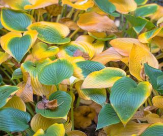 Yellowing Hosta Leaves in Autumn