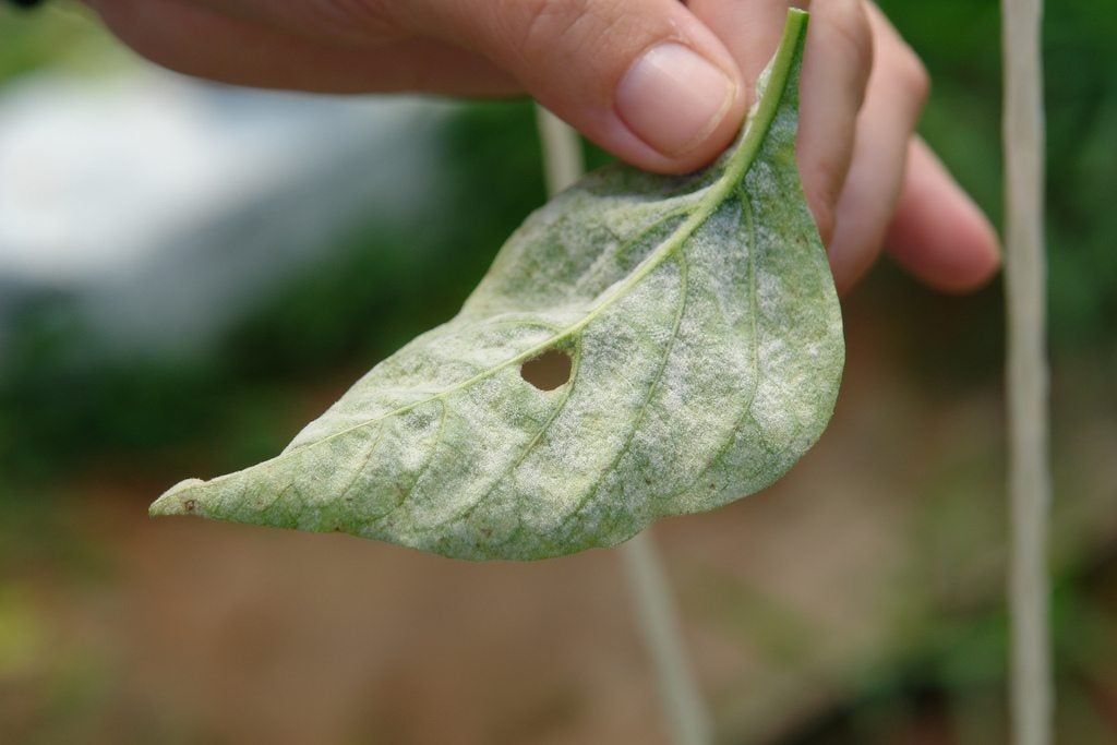 Hand Holding Pepper Plant Leaf Covered In Powdery White Mildew