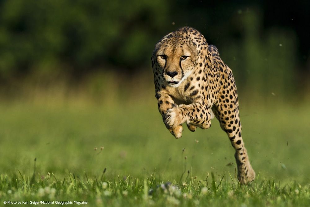 Sarah the cheetah running