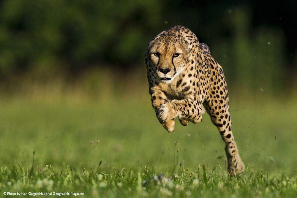 Serrated Velkommen bestikke 11-Year-Old Cheetah Breaks Land Speed Record | Live Science