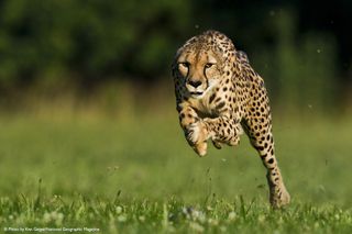 Sarah the cheetah running