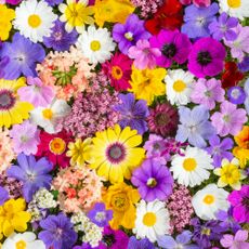Tons of different types of flowers laid out
