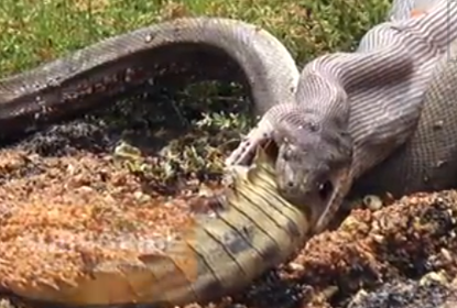 A real-life nightmare: Watch a giant snake kill a crocodile and swallow it whole
