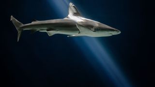 Ocean with light casting over a shark