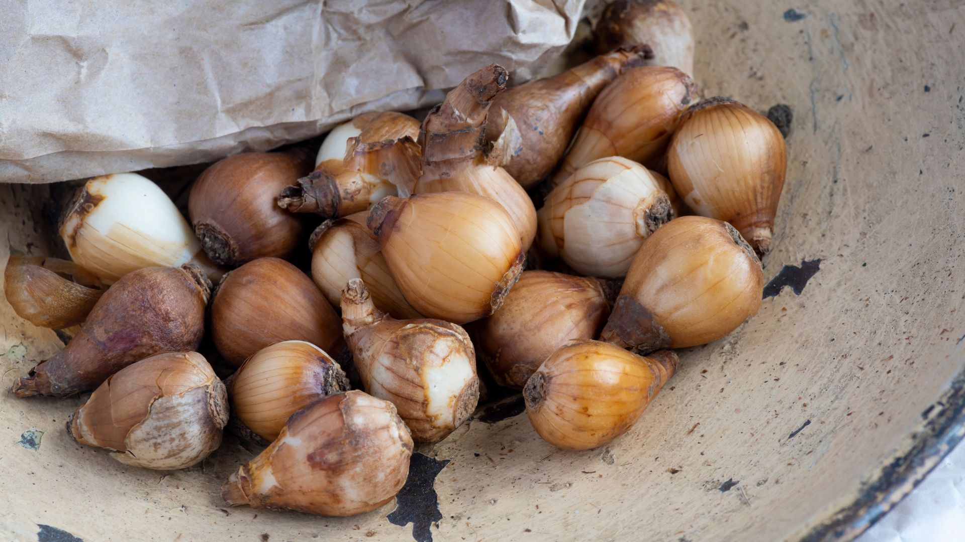 picture of snowdrop bulbs