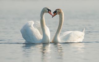 Mute Swans (Cygnus olor) on the River Doon in Ayr, Scotland, UK