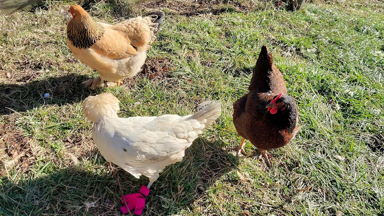 Cropped 16:9 camera samples taken from Ray-Ban Meta Smart Glasses