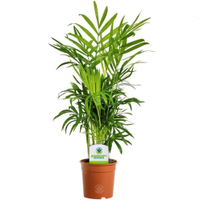 Chamaedorea Elegans | £12.99 at Amazon