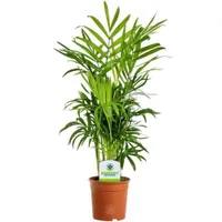 Chamaedorea Elegans | £12.99 at Amazon