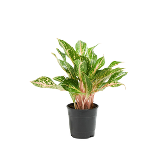 Chinese evergreen