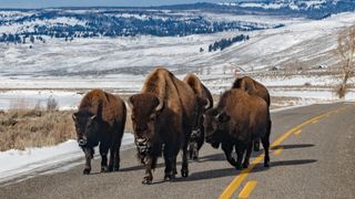 Bison herd on road at Lamar Valley, Yellowstone National Park