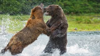Two male grizzly bears fighting, Alaska, USA