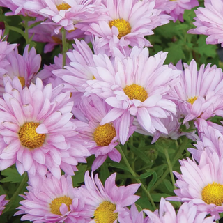 Garden Mum, Mammoth Daisy Lavender