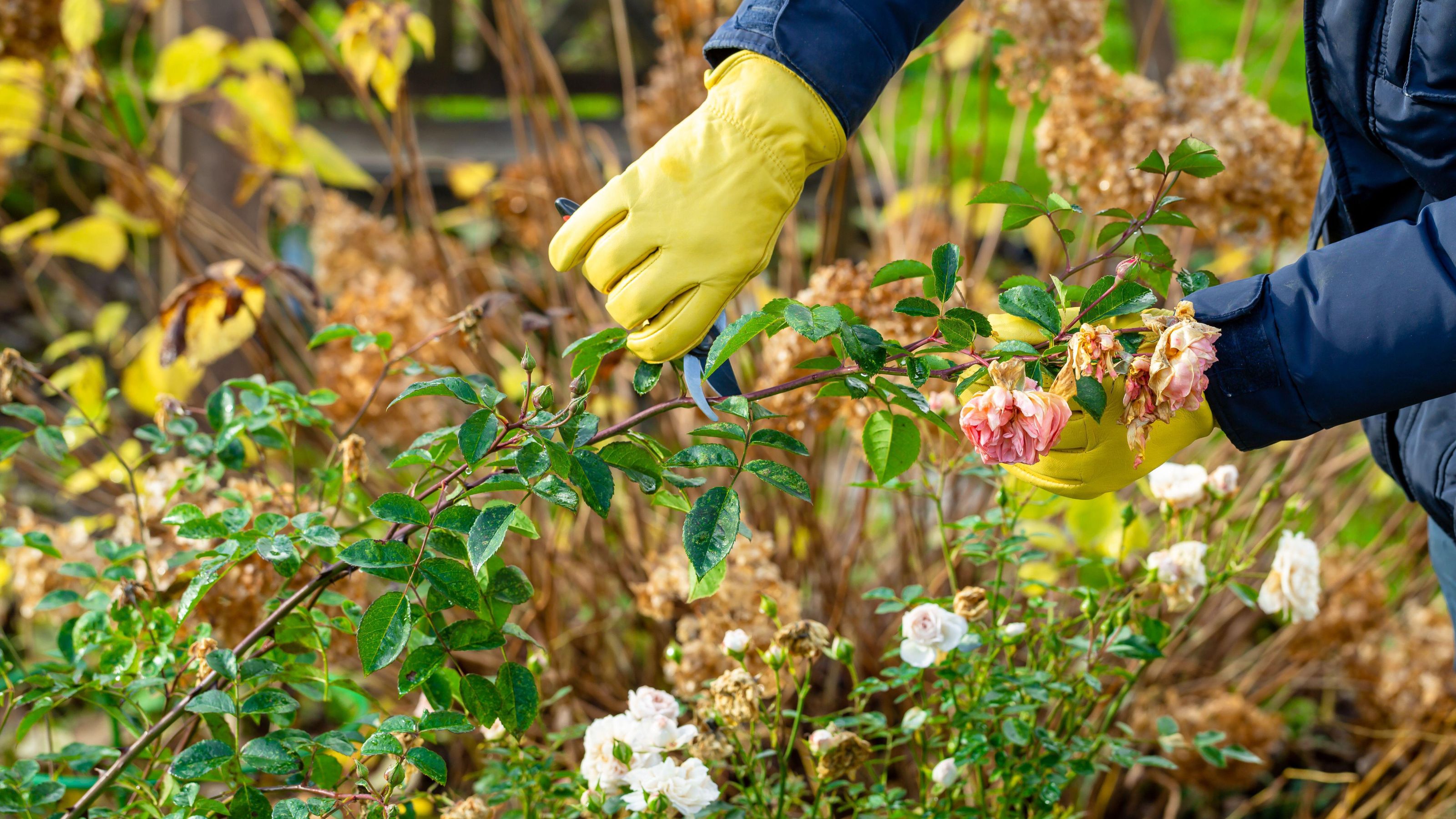 pruning roses in autumn