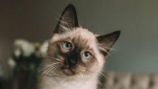 Grey cat staring at screen