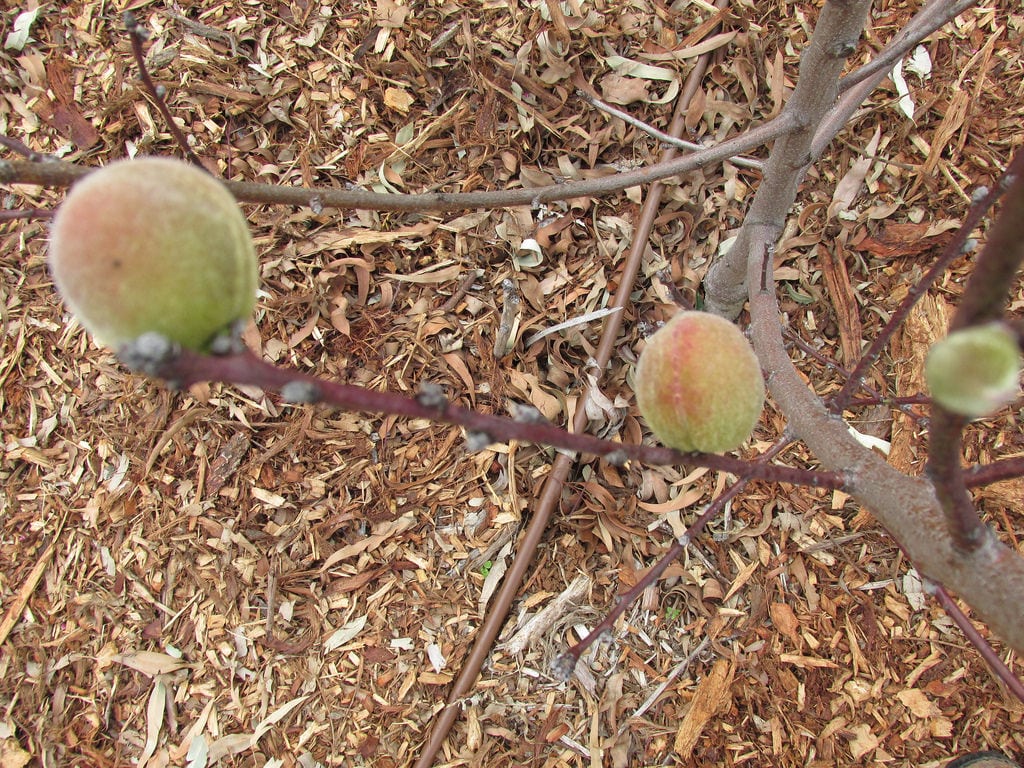 Babcock Peach Fruit – Growing Babcock Peach Trees In The Home Garden |  Gardening Know How