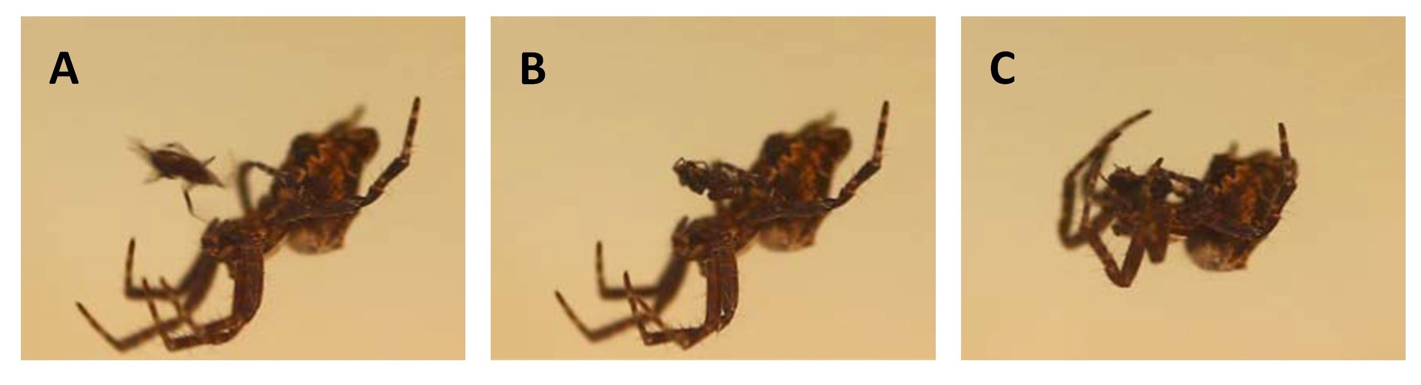 A tiny male orb-web spider (Cyrtophora citricola) is dwarfed by the female during a mating attempt. The female bites the abdomen of the male while his sperm-delivery organ (the pedipalp) is still attached to her abdomen, and then consumes him.