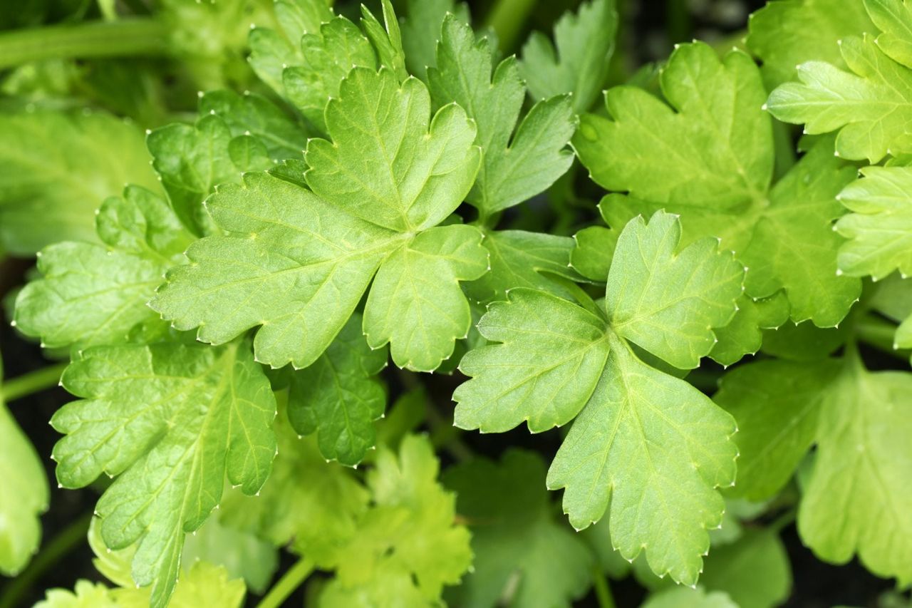 Parsley Plant