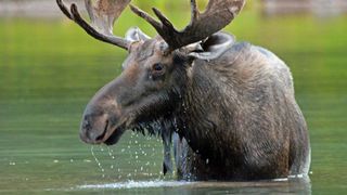 Bull moose, Glacier National Park, USA
