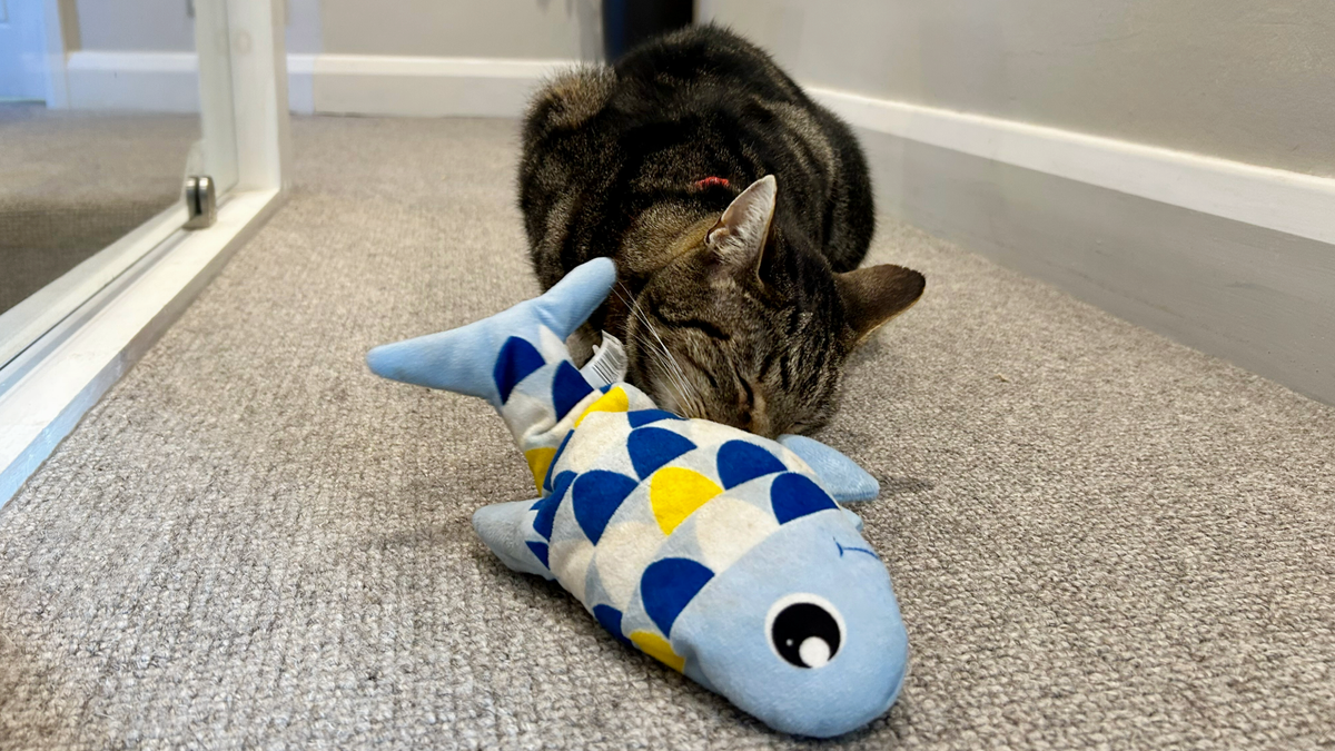 Megan&#039;s cat Chilli sniffing the Catit Groovy Fish, one of the best cat toys