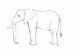 Detailed sketch of an elephant
