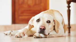 Blonde Labrador lying on floor looking anxious
