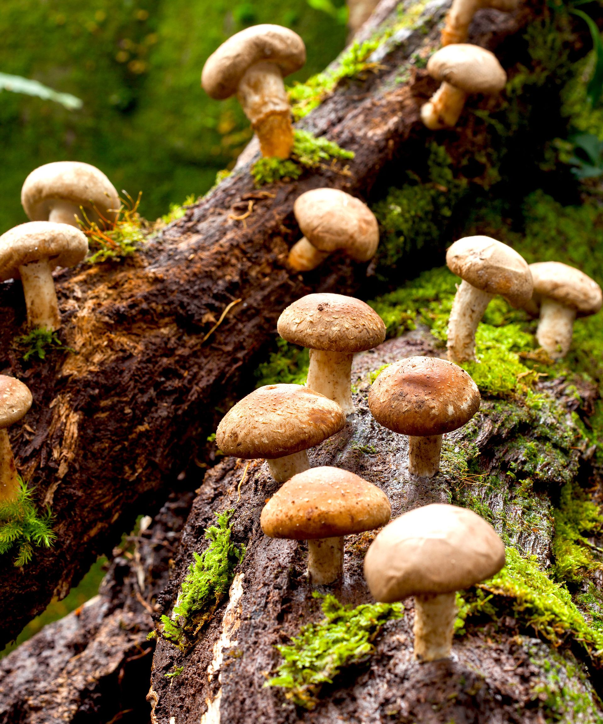 Why are mushrooms growing in my yard? Experts share 3 causes | Homes ...