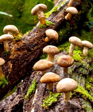 mushrooms shiitake fungi growing on logs outdoors