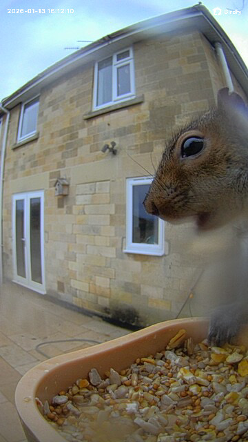 Sample image from the Birdfy Rookie feeder