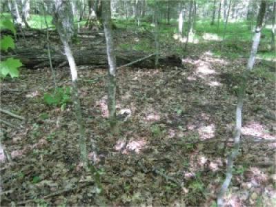 A forest experiencing heavy earthworm invasion often has few remaining herbaceous plants and seedlings, no intact litter layer, and extensive patches of bare soil. A recent decline in ovenbirds, a ground-nesting migratory songbird, in forests in the northern Midwest US is being linked by scientists to earthworms.