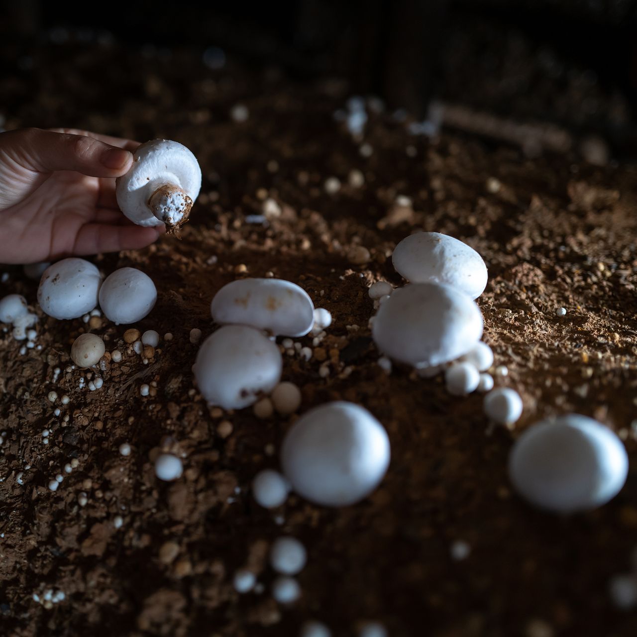 How to grow mushrooms from scraps for an endless supply Ideal Home