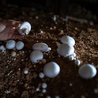 Person picking mushrooms out of soil in dark room