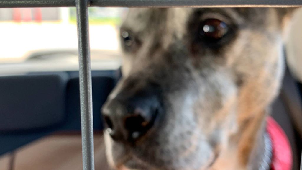 How to restrain a dog in a car PetsRadar