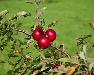 Malus domestica 'Fiesta'