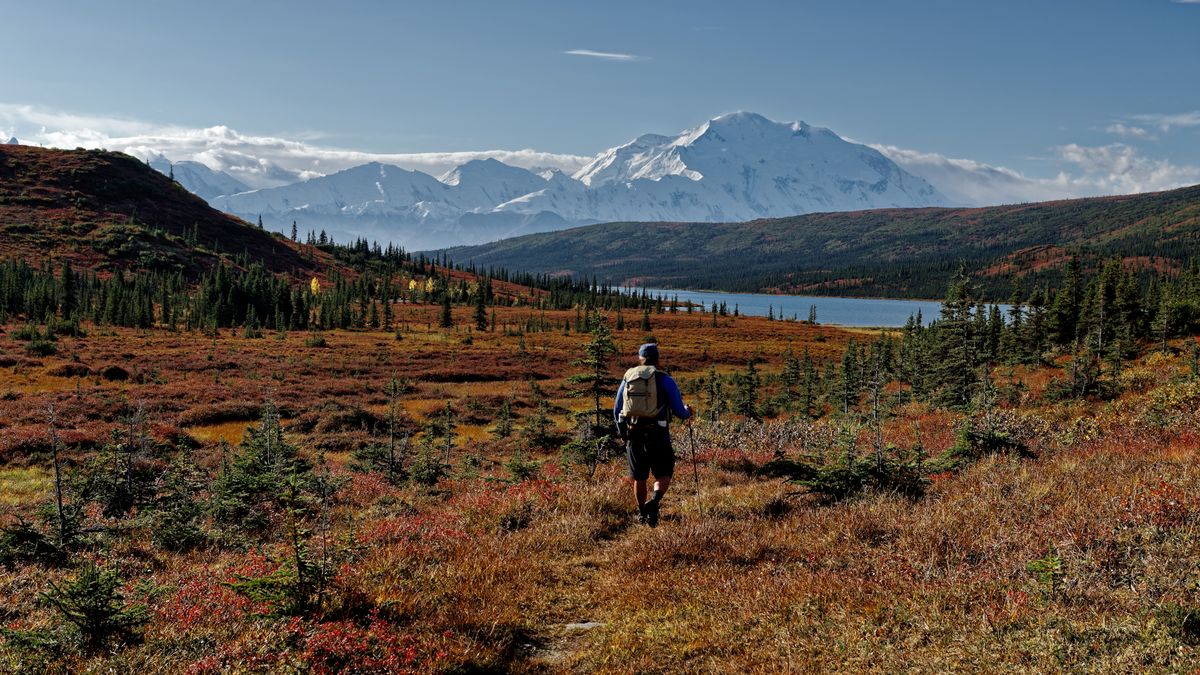 Man walking along a hiking trail down to Wonder Lake in Denali National Park &amp; Preserve