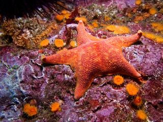 Shown here, <em>Asterina miniata</em>, also called bat star, and orange cup corals on Santa Cruz Island, part of the Channel Islands off the coast of Southern California.