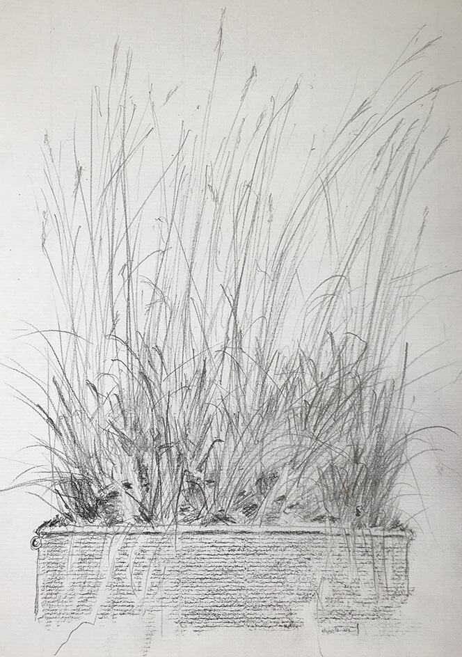 grass