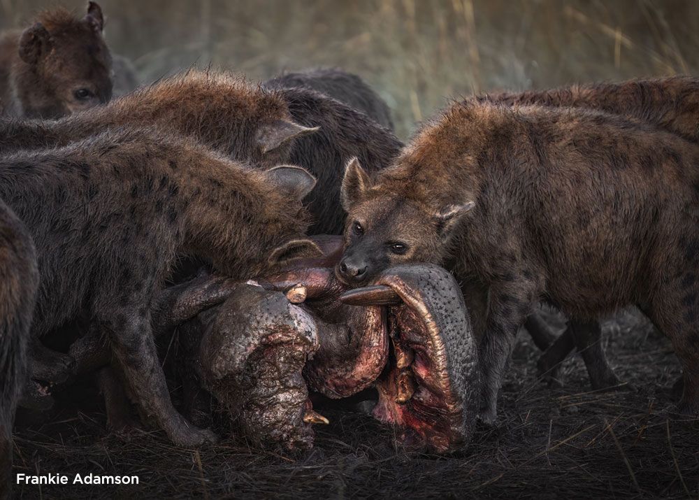 Hyenas feast on a hippo carcass