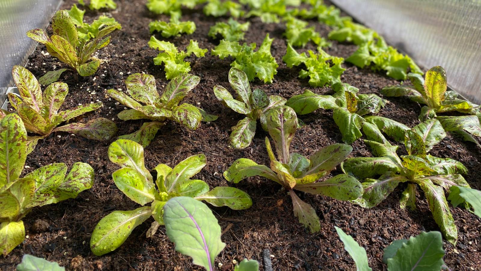 Lettuce and kale seedlings in a cold frame
