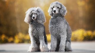 Two poodles sitting on road